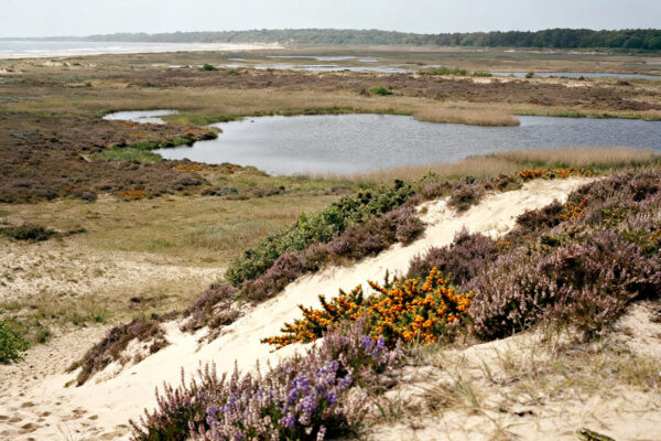 Unieke flora en fauna in velsen dankzij diverse biotopen